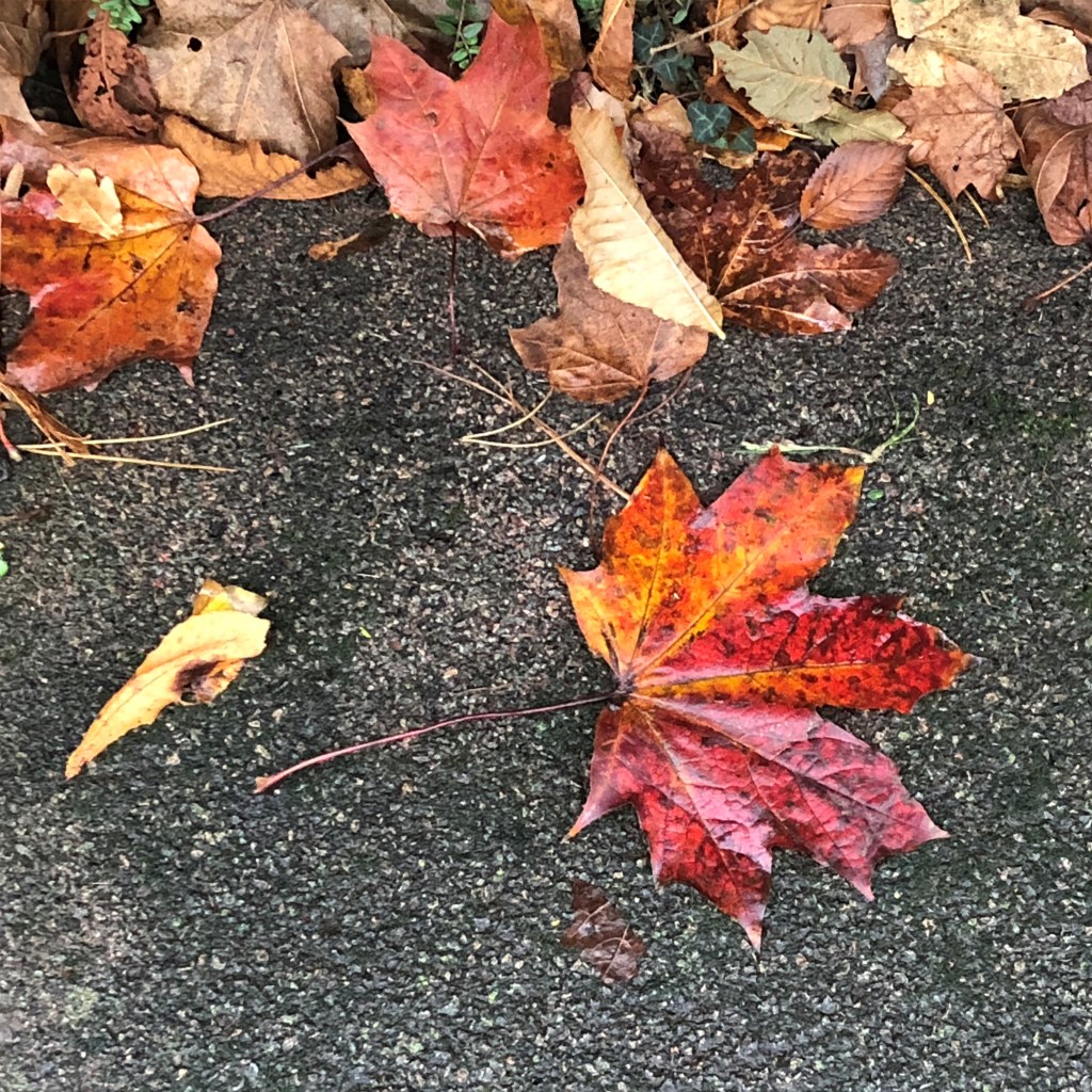 Autumnal Glory