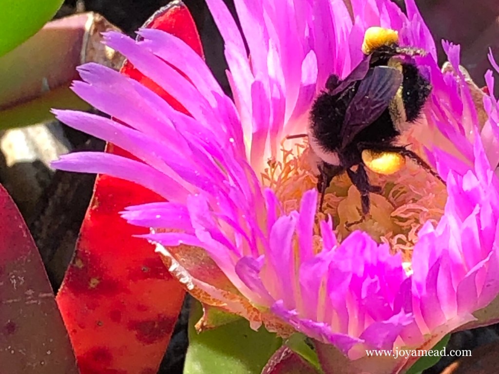 The One Who Sustains