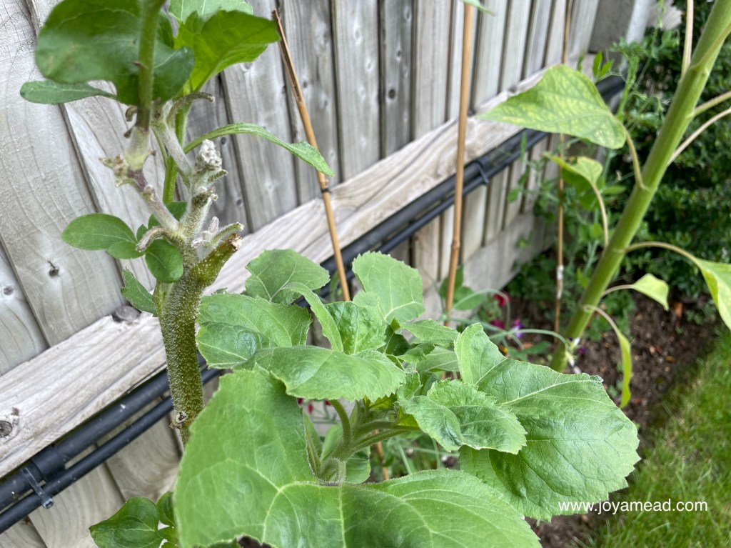 Learning Resilience From A&nbsp;Sunflower